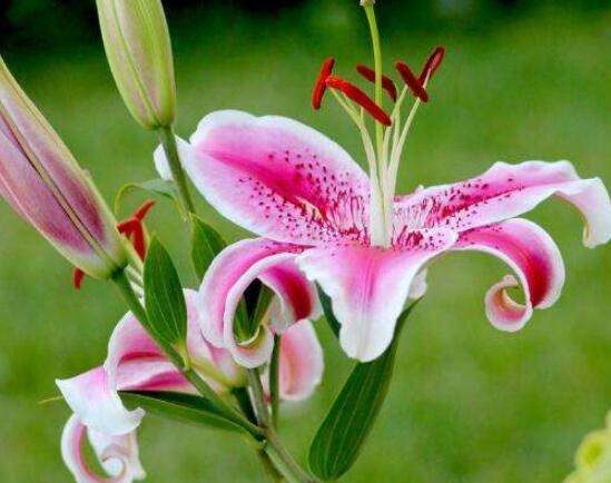 百合花花語,代表著純潔、熱烈的愛、永遠的幸福