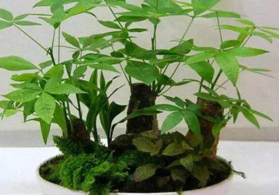 發財樹要怎么養，老農教你七點最實用的養殖方法