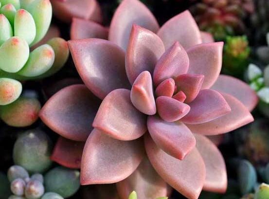 寶石花怎么繁殖,老農總結四種繁殖方法(播種繁殖簡單易學)