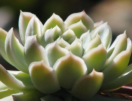 寶石花怎么繁殖,老農總結四種繁殖方法(播種繁殖簡單易學)