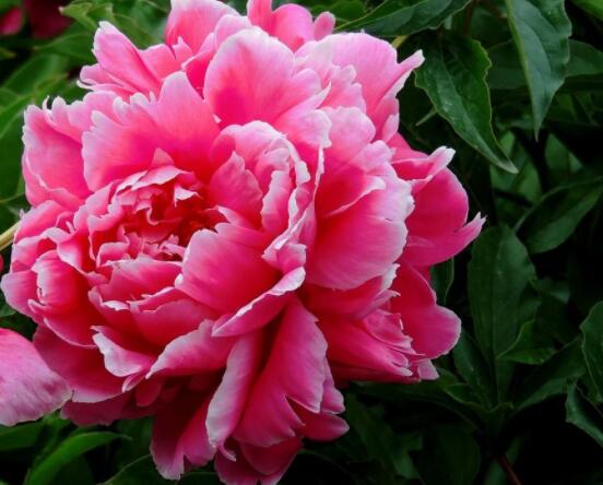 芍藥花如何養護,教你最重要五個養殖技巧(花枝艷麗)