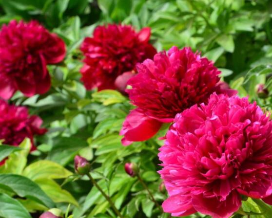 芍藥花如何養護,教你最重要五個養殖技巧(花枝艷麗)