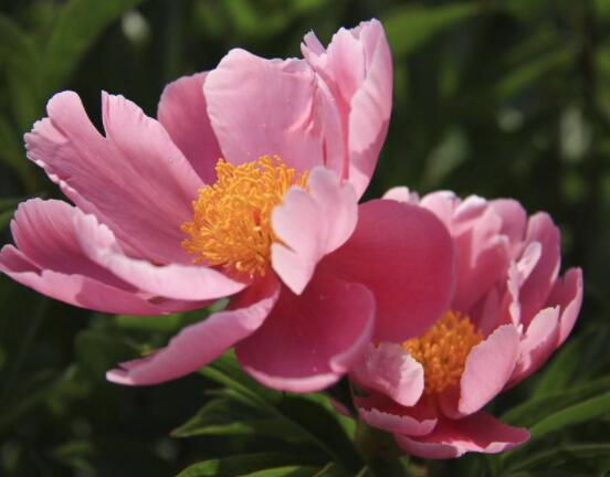 芍藥花如何養護,教你最重要五個養殖技巧(花枝艷麗)