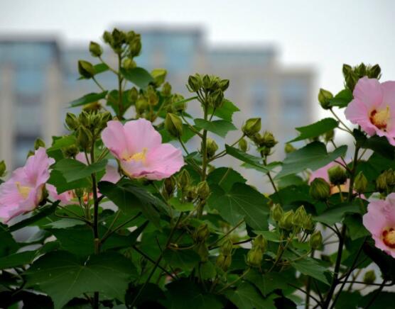 木芙蓉花怎么修剪,在每年萌芽和花謝后修剪最佳