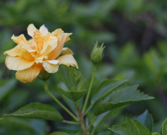 木芙蓉花怎么修剪,在每年萌芽和花謝后修剪最佳
