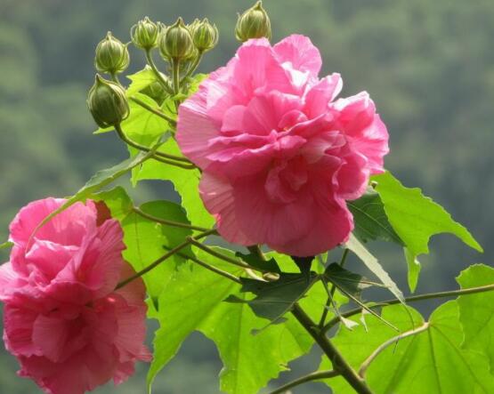 木芙蓉花怎么修剪,在每年萌芽和花謝后修剪最佳