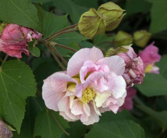 木芙蓉花怎么修剪,在每年萌芽和花謝后修剪最佳
