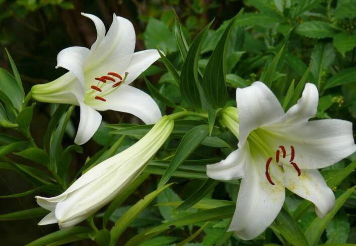 新鮮百合花能吃嗎,有的可以有的則不行