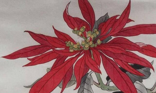 一品紅葉子掉光能活嗎,精心養殖是可以活的