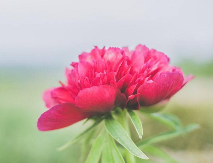 牡丹花語大全,各種顏色牡丹花語大全介紹