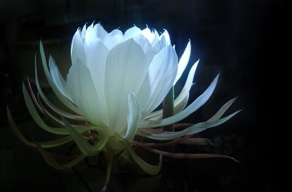 曇花種子種植方法,白天接受足夠的光照晚上才能開花