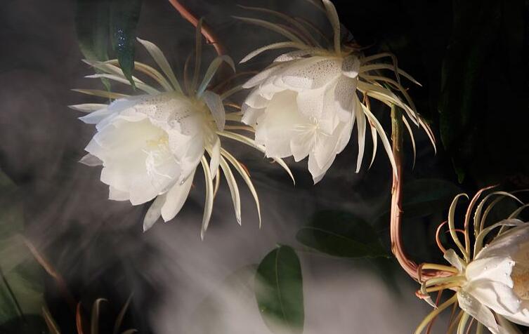 曇花種子種植方法,白天接受足夠的光照晚上才能開花