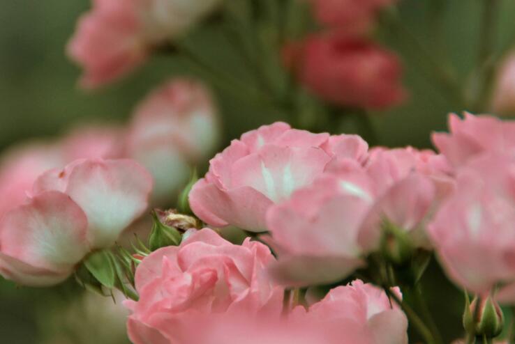 薔薇花怎么吃,可泡茶喝也可以煮魚湯一起吃