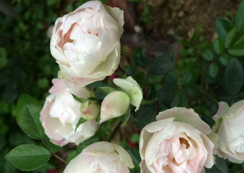 薔薇花怎么吃,可泡茶喝也可以煮魚湯一起吃