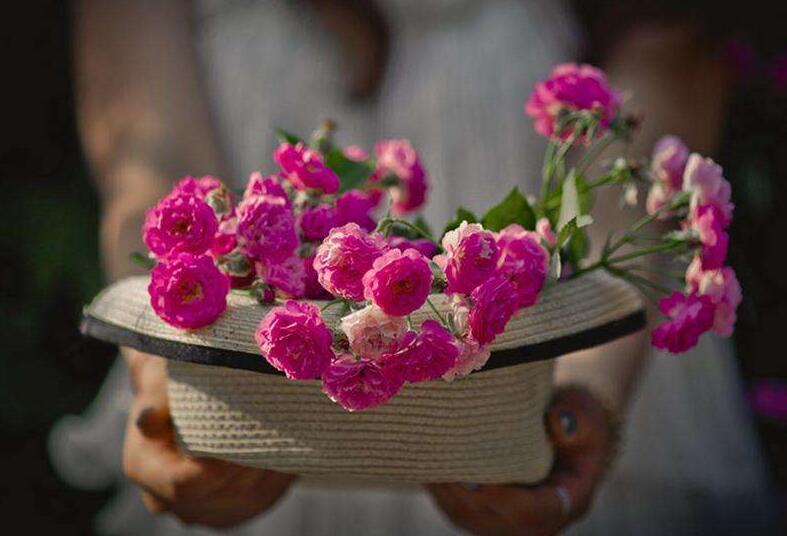 薔薇花怎么吃,可泡茶喝也可以煮魚湯一起吃