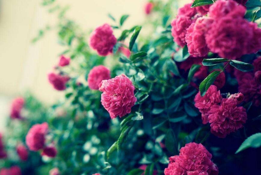 薔薇花怎么吃,可泡茶喝也可以煮魚湯一起吃
