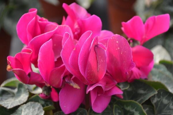 仙客來開花后怎么處理,仙客來花后養(yǎng)護(hù)方法