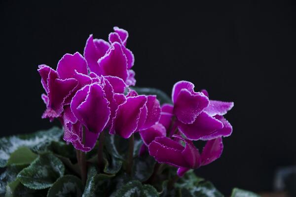 仙客來開花后怎么處理,仙客來花后養(yǎng)護(hù)方法