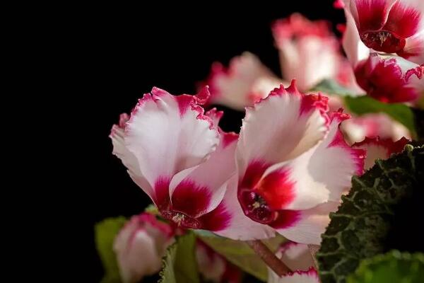 仙客來開花后怎么處理,仙客來花后養(yǎng)護(hù)方法