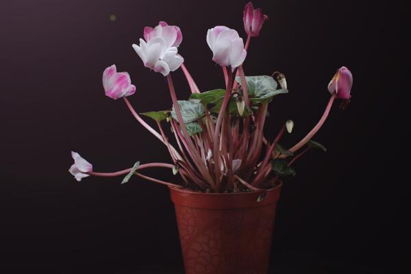 仙客來開花后怎么處理,仙客來花后養(yǎng)護(hù)方法