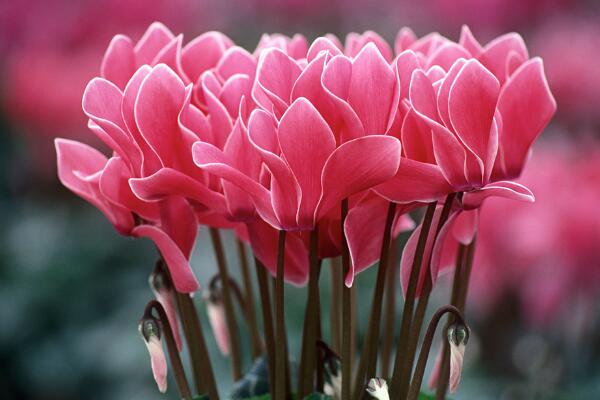 仙客來開花后怎么處理,仙客來花后養(yǎng)護(hù)方法