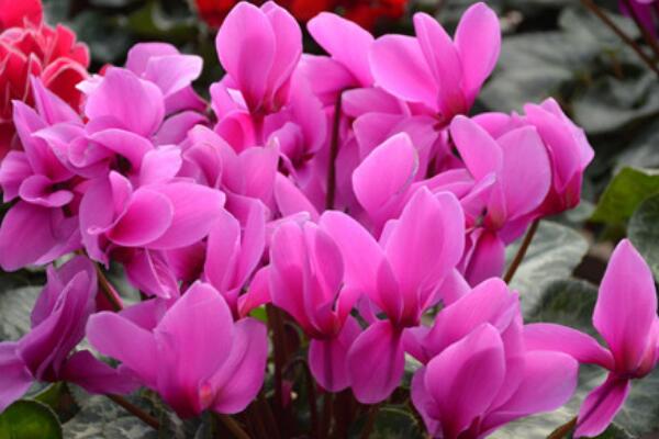 仙客來開花后怎么處理,仙客來花后養(yǎng)護(hù)方法