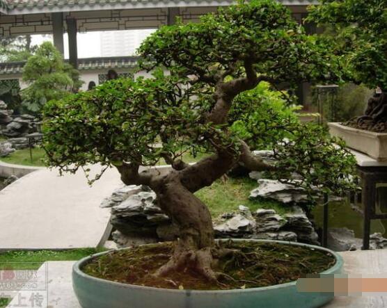九里香盆栽的養殖方法,老農總結五點最實用的養殖方法