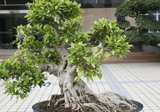 九里香盆栽的養殖方法,老農總結五點最實用的養殖方法