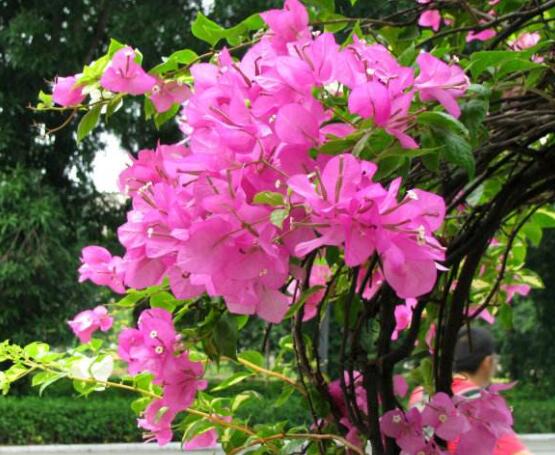 三角梅不開花,教你三種原因以及解決辦法