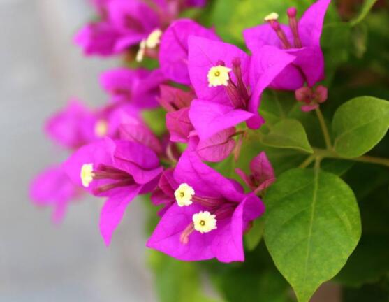 三角梅不開花,教你三種原因以及解決辦法