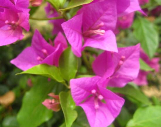 三角梅不開花,教你三種原因以及解決辦法