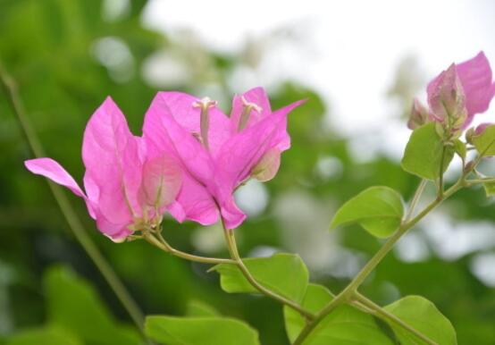 三角梅不開花,教你三種原因以及解決辦法
