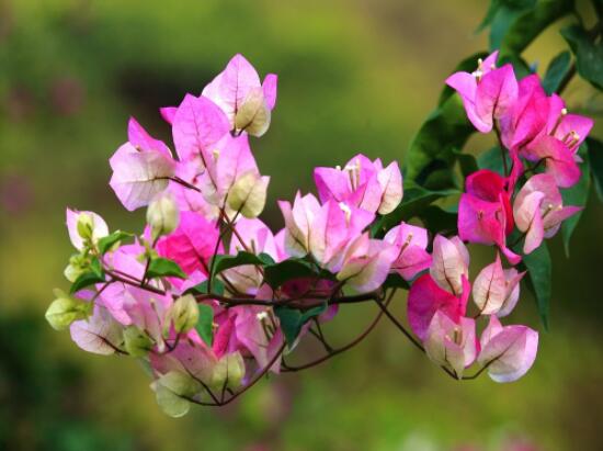 三角梅不開花,教你三種原因以及解決辦法
