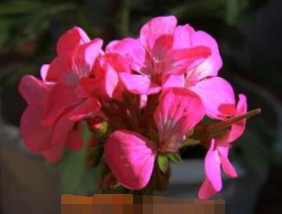 臭海棠花的養殖方法,老農總結簡單實用七個養殖技巧