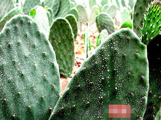 仙人掌怎么移植,用土覆蓋全根系、壓實土壤固定