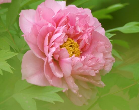 牡丹花語寓意,富貴吉祥、繁榮昌盛/吉祥幸福、美好憧憬