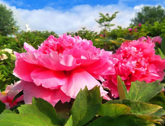 牡丹花語寓意,富貴吉祥、繁榮昌盛/吉祥幸福、美好憧憬