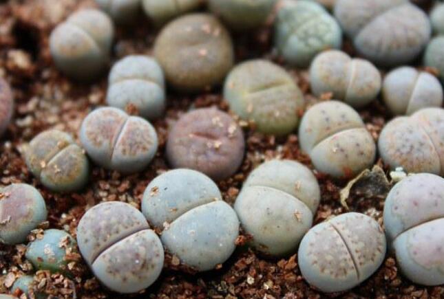 生石花怎么澆水,根據土壤的干濕程度來衡量澆水程度