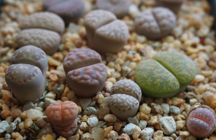 生石花怎么澆水,根據土壤的干濕程度來衡量澆水程度