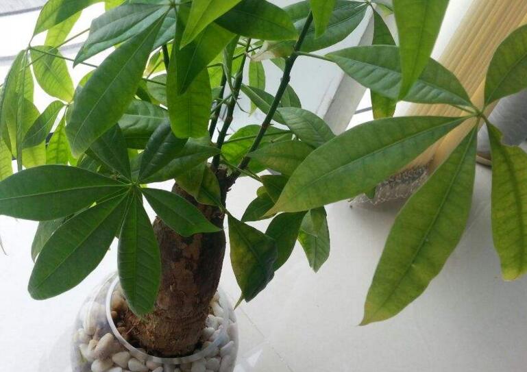 發(fā)財樹多粗才砍頭,長到15cm寬度的時候就要進(jìn)行