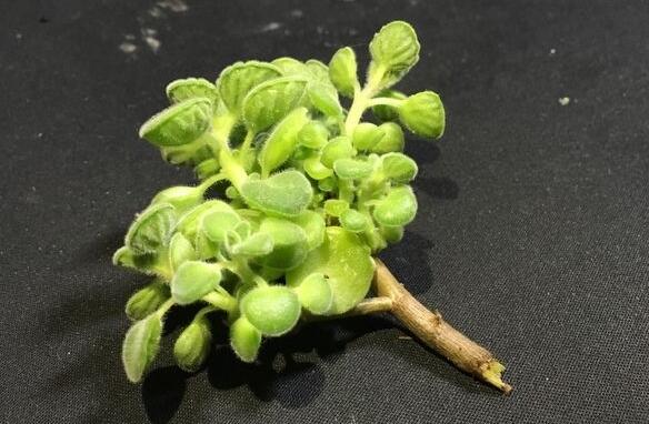 碰碰香花有毒嗎,不光沒毒并且還有很大的作用