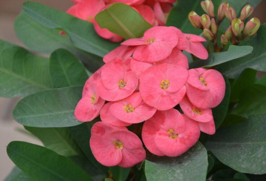 虎刺梅花期,養的好一年四季都可以開花