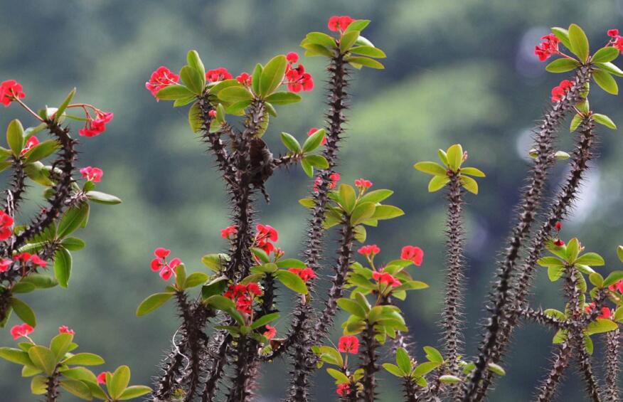 虎刺梅花期,養的好一年四季都可以開花