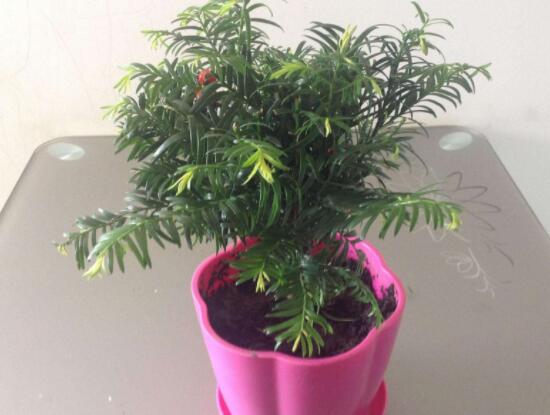 紅豆杉適合擺放在哪里,盤點風水最好的五個位置