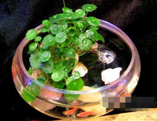 銅錢草水培怎么固定根,,擇一些小花石置于水瓶底部(美觀固定)