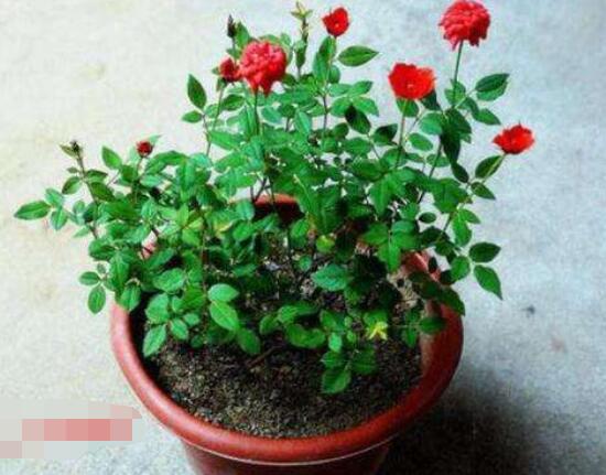 月季花用什么土最好,園土腐葉土泥炭土最為合適(營養全面)