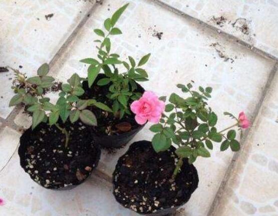 月季花用什么土最好,園土腐葉土泥炭土最為合適(營養全面)