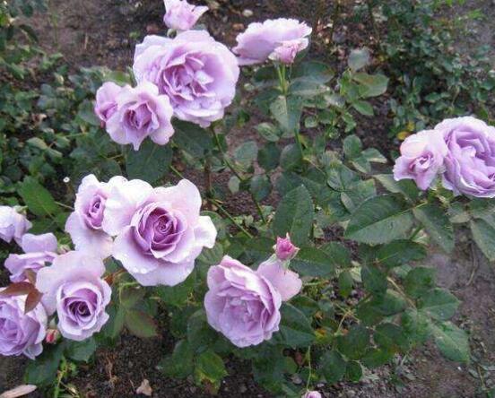 月季花用什么土最好,園土腐葉土泥炭土最為合適(營養全面)