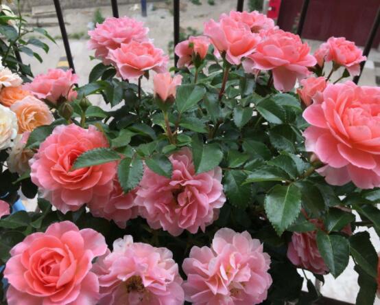 月季花用什么土最好,園土腐葉土泥炭土最為合適(營養全面)