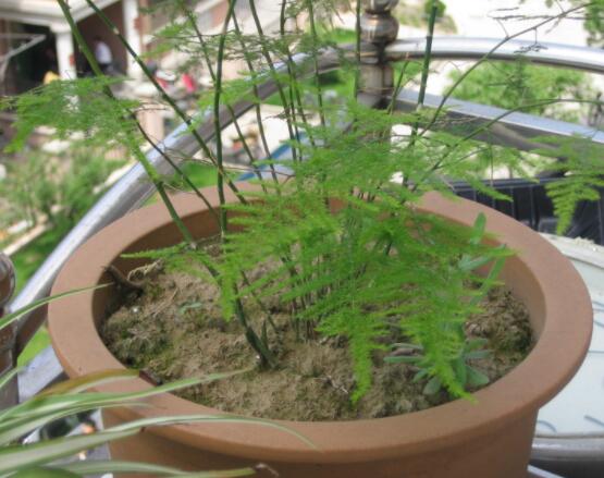 文竹適合什么樣的花盆,陶盆、泥瓦盆適中/紫砂盆最為合適